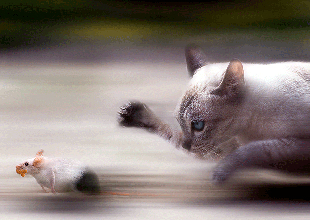 cat-mouse-chase-picture1_easternhill.jpg