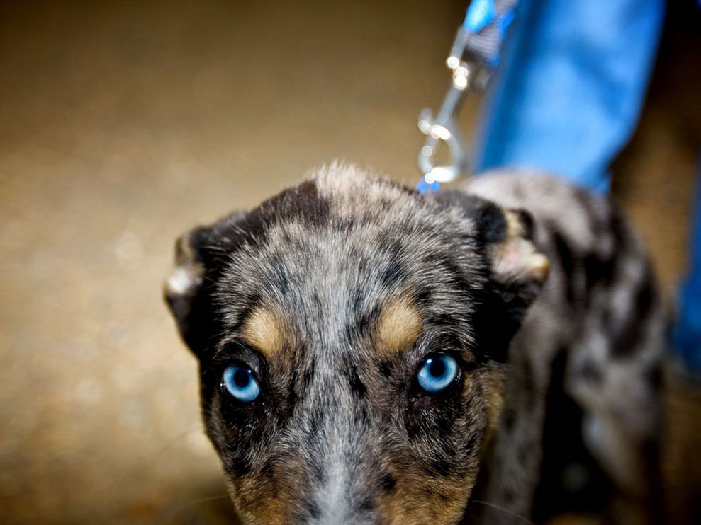 dog-blue-eyes_13036_990x742.jpg