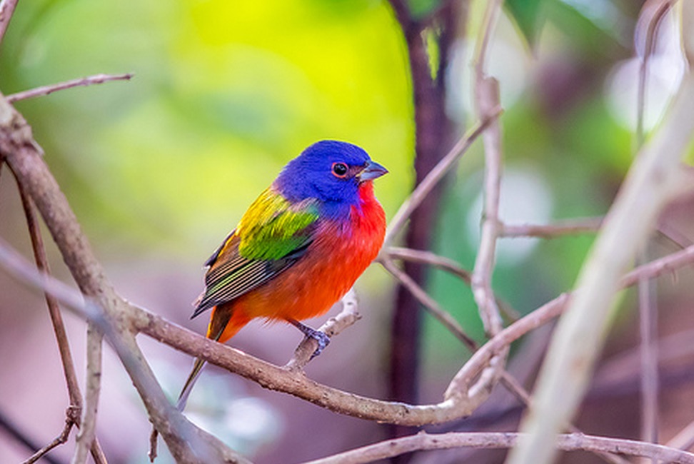 Male_Painted_Bunting__Green_Cay_Wetlands_in_Florida.jpg