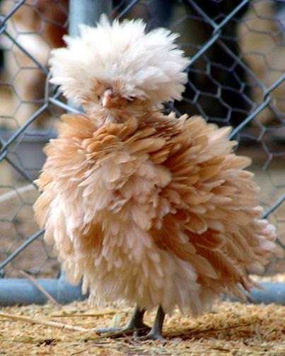 Polish Frizzle Chicken.jpg