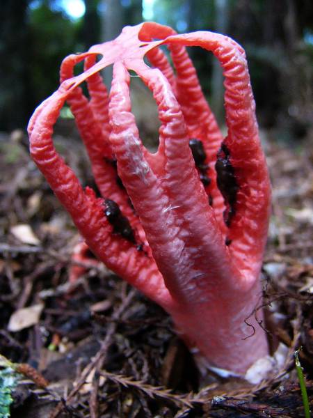 this_australian_fungus_comes_directly_out_of_your_nightmares_640_07.jpg