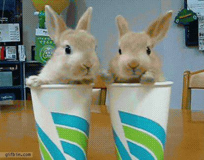1286797934_bunnies-in-paper-cups.gif
