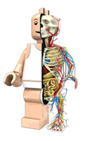 1249977056_lego_minifig_anatomy.gif