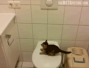 Qn1r5EWPQWiVSpPomyqN_Cat Toilet Jump.gif