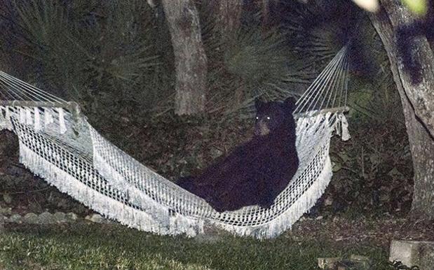hammock-bear-619-386.jpg