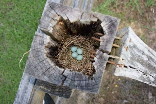 amazing-birds-nests-21.jpg
