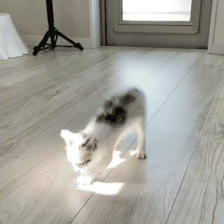 duied5i.gif