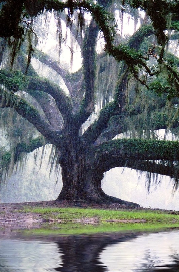 Oak-tree.jpg
