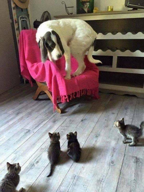 in_cats_vs_dogs_no_one_ever_really_wins_640_high_02.jpg
