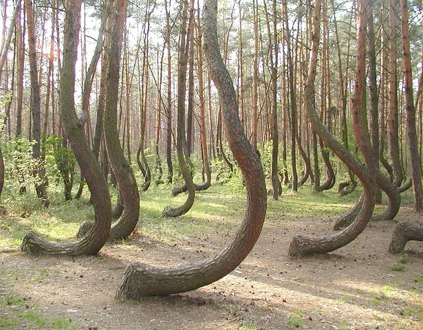 폴란드 그리피노 지방 소나무.jpg
