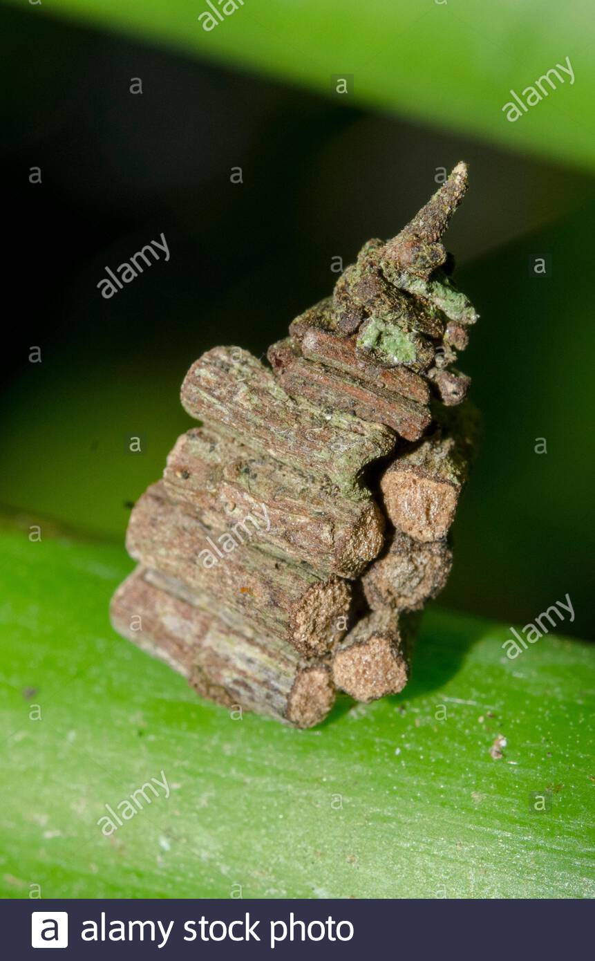 bagworm-moth-psychidae-family-with-case-or-bag-made-of-small-twigs-or-logs-on-stem-klungkung-bali-indonesia-2AK7T8B.jpg