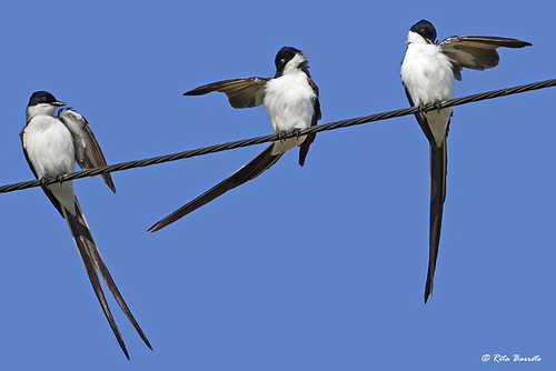 fork-tailed-flycatcher-by-rita-barreto.jpg