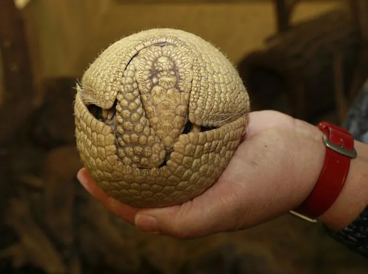 sdrusrus.jpg