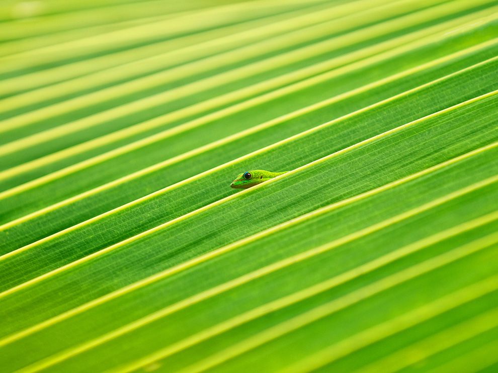  A gecko poking its head out between ridges of a palm leaf.jpeg