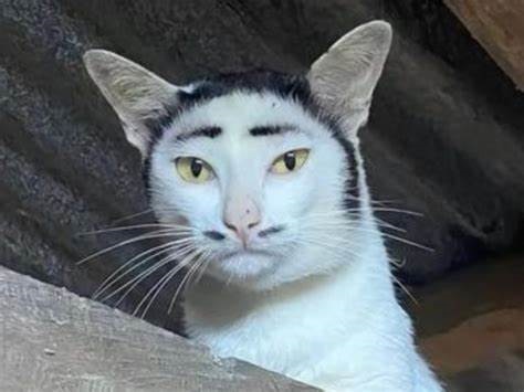 aeyaey.jpg