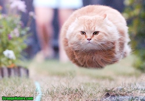 funny flying cat.jpg