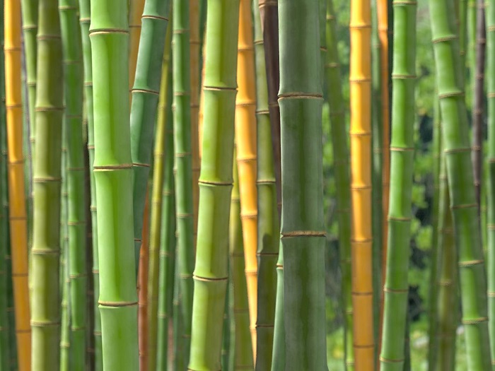 bamboo-08.jpg
