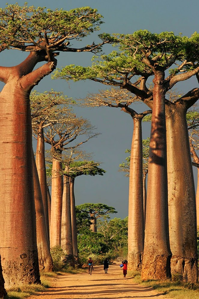 Baobab Alley - Morondava, Madagascar.jpg