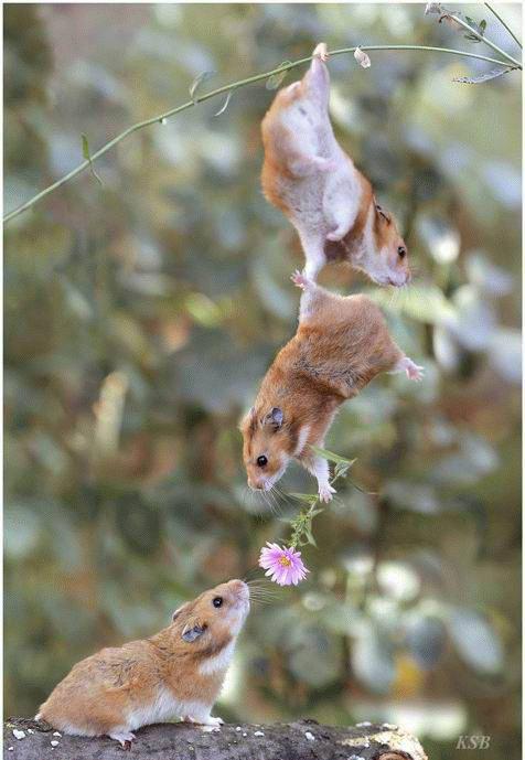 Funny Animal love Picture Mouse.jpg