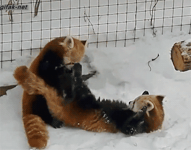 04-funny-gif-163-red-panda-play-fight.gif