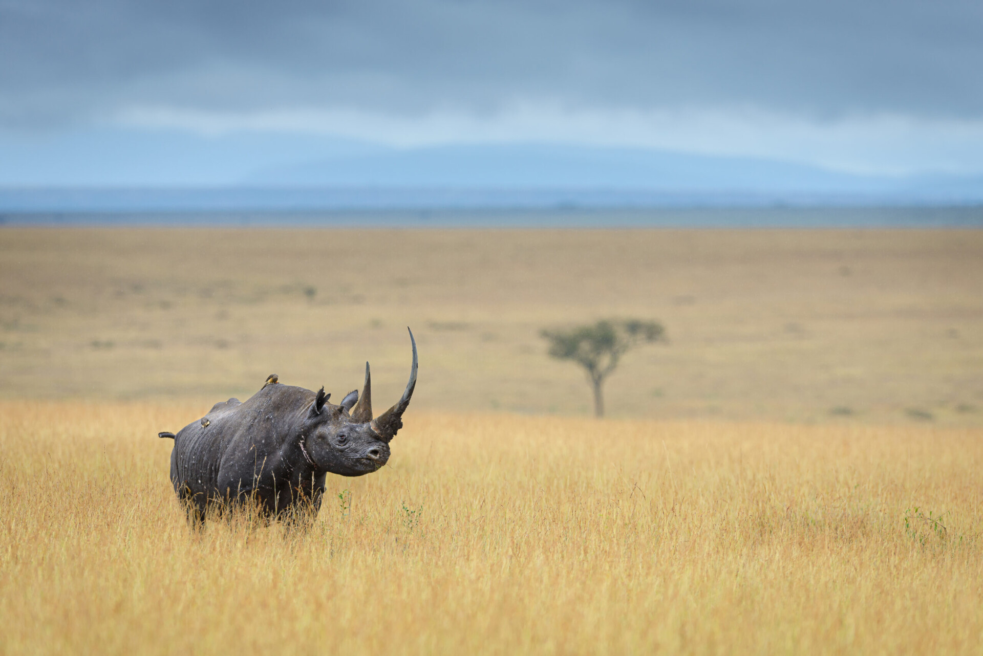 newbig5-David-Lloyd.-Black-Rhinoceros.-Status-Critically-Endangered.-Maasai-Mara-National-Reserve-Kenya--960x641@2x.jpg