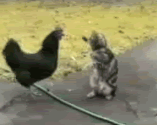 cat-fighting-chicken.gif
