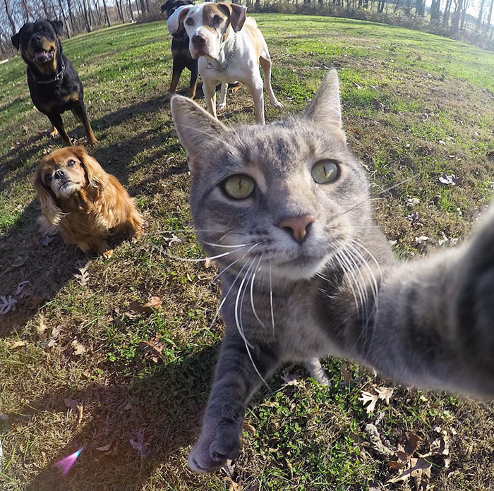 1453052071_manny-cat-takes-selfies-dogs-gopro-9.jpg