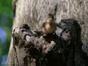 1275988844_baby-duck-jumps-from-tree.gif