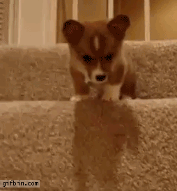 1285687334_puppy-vs-stairs.gif