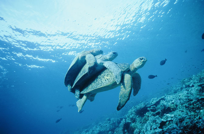oz-gbr-sea-turtles.jpg