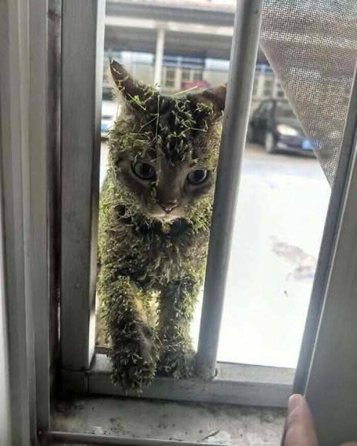 adorably_funny_animal_moments_thatll_make_you_smile_640_high_04.jpg