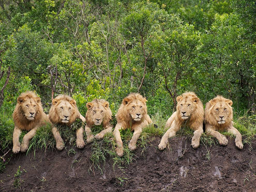 resting-lions-tanzania_56400_990x742.jpg