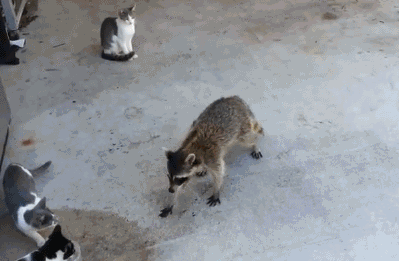 raccoon-steals-cat-food.gif