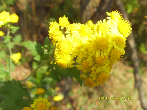 091029-chrysanthemum.jpg