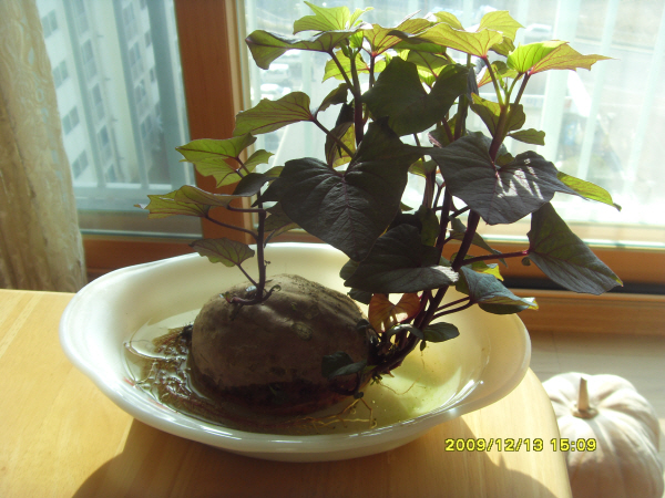 091215_sweetpotato plant2.jpg