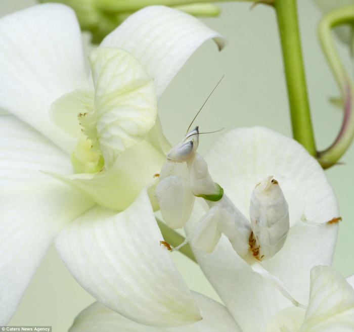1397601178_orchid-mantis.jpg