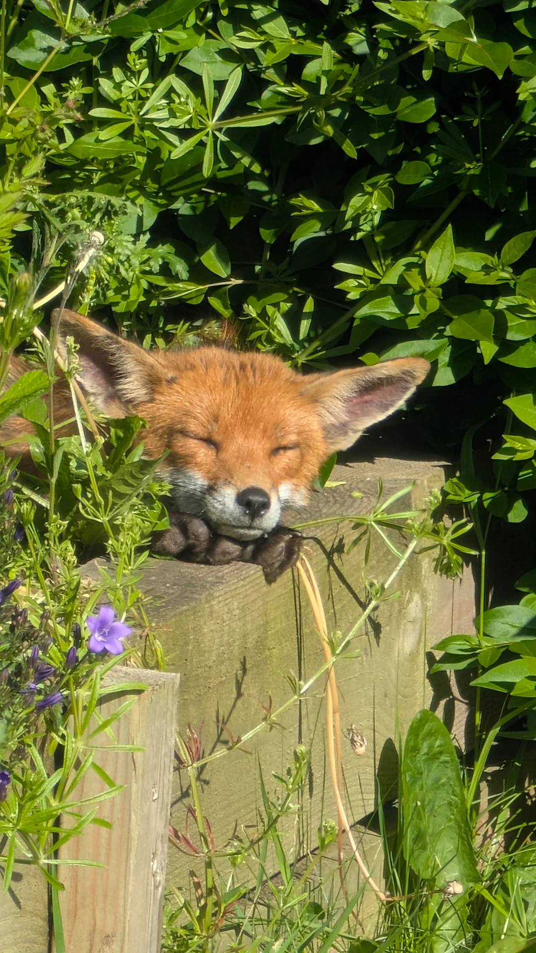 foxy-lady-visiting-my-garden-v0-2ihttoxxsz0f1.jpg