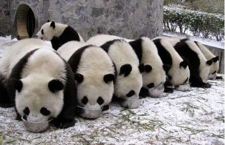 panda (10).jpg