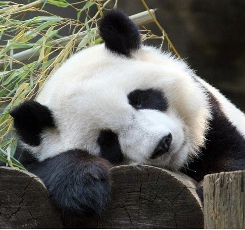 panda (4).jpg
