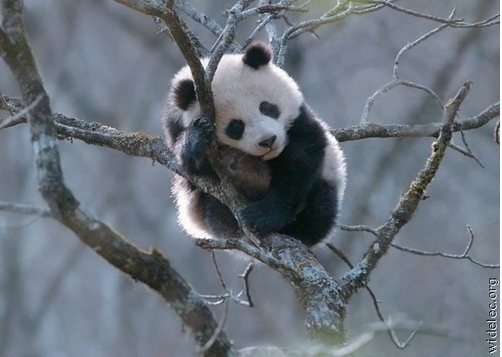 panda (6).jpg