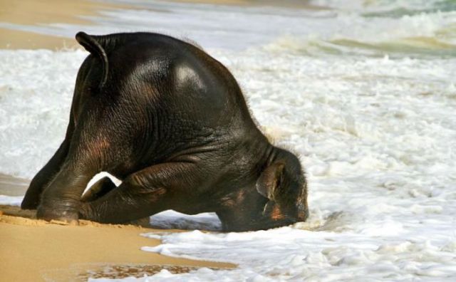 this_baby_elephants_day_at_the_beach_will_bring_a_smile_to_your_face_640_04.jpg
