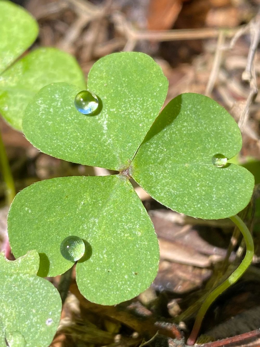 heres-a-couple-of-clover-photos-that-i-took-v0-ogfqwsmuxyme1.jpg