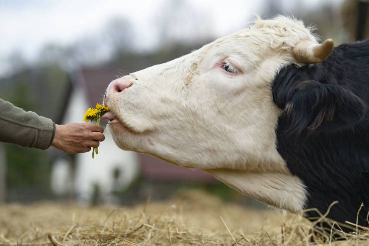 cows_make_for_great_pets_not_meat_640_03.jpg