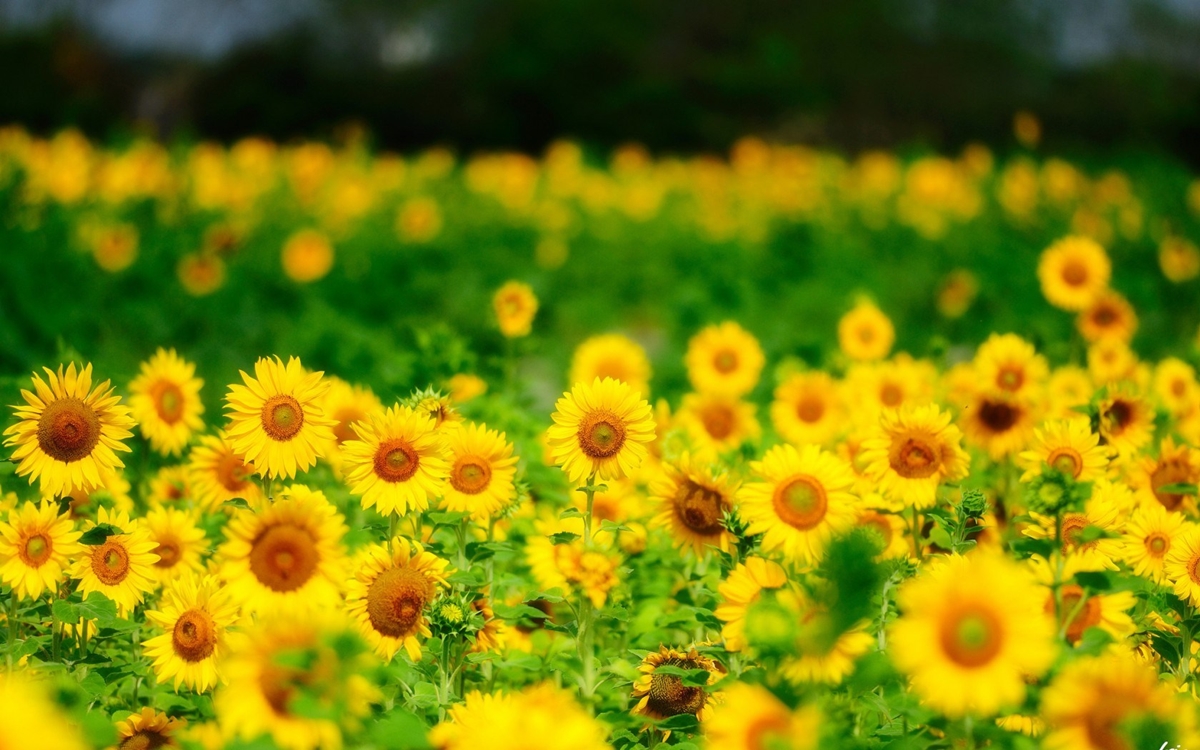 6968992-sunflowers-summer-n.jpg