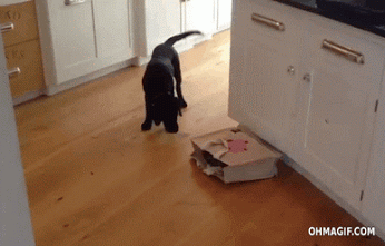 sneaky-cat-scares-a-terrified-puppy.gif