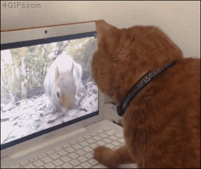 Cat-confused-squirrel-computer.gif