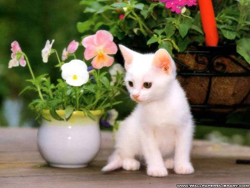cat-and-flowers-wallpaper.jpg