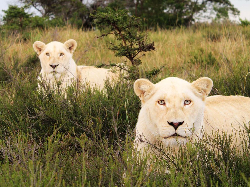 white-lions-south-africa_40065_990x742.jpg