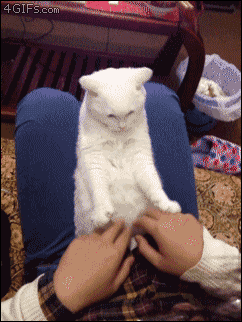 Cat-hands-reaction_001.gif