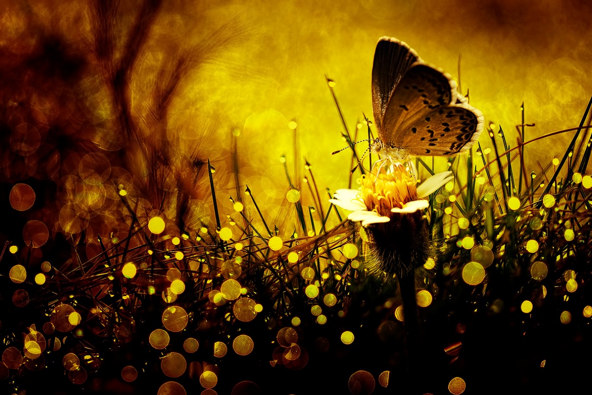 나비 노란배경 1162x775.jpg